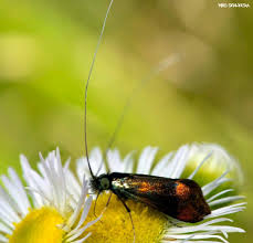 Attēlu rezultāti vaicājumam “Adelidae”