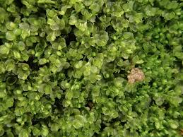 Attēlu rezultāti vaicājumam “Jungermannia hyalina”