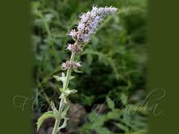 Attēlu rezultāti vaicājumam “Mentha longifolia flower”