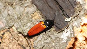 Attēlu rezultāti vaicājumam “Ampedus sanguineus”