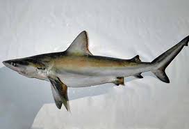 Image result for Carcharhinus isodon