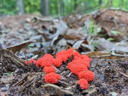 Attēlu rezultāti vaicājumam “Tubifera ferruginosa (subsp. ferruginosa) young”