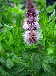 Attēlu rezultāti vaicājumam “Mentha spicata leaf”