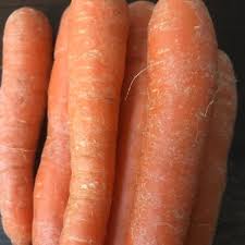 Attēlu rezultāti vaicājumam “Daucus sativus”