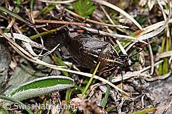 Attēlu rezultāti vaicājumam “Jalla dumosa”