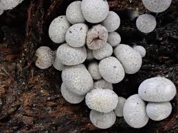 Attēlu rezultāti vaicājumam “Badhamia affinis var. microspora macro”