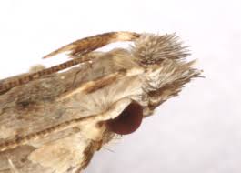 Attēlu rezultāti vaicājumam “Hypatima rhomboidella”