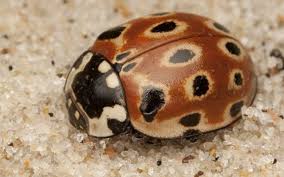 Attēlu rezultāti vaicājumam “Anatis ocellata”