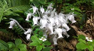 Image result for ギンリョウソウ