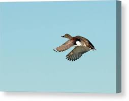 Attēlu rezultāti vaicājumam “Anas strepera”