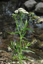 Attēlu rezultāti vaicājumam “Achillea salicifolia”