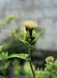 Attēlu rezultāti vaicājumam “Cirsium oleraceum leaf”