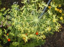 Attēlu rezultāti vaicājumam “Anethum graveolens”