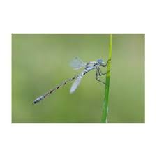 Attēlu rezultāti vaicājumam “Lestes dryas male”