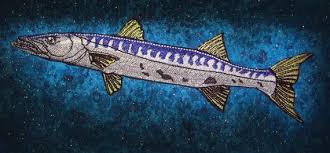 Image result for Sphyraena barracuda