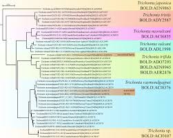 Attēlu rezultāti vaicājumam “Phronia sp. larva”