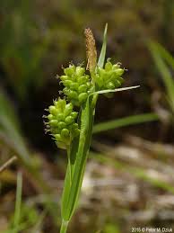 Attēlu rezultāti vaicājumam “Hypnum pallescens”