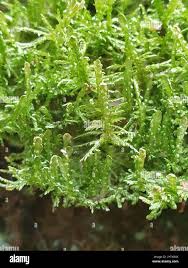 Attēlu rezultāti vaicājumam “Neckera complanata”