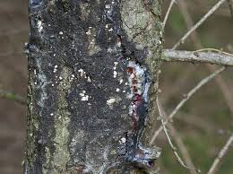 Attēlu rezultāti vaicājumam “Lachnellula willkommii”