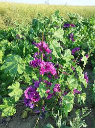 Image result for Malva sylvestris