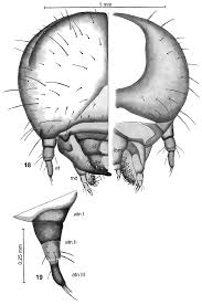 Attēlu rezultāti vaicājumam “Bolitophagus reticulatus imago”