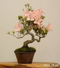 Image result for parthenocissus bonsai