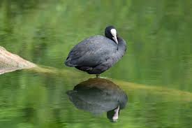 Attēlu rezultāti vaicājumam “Fulica atra”