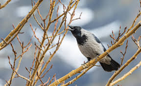 Attēlu rezultāti vaicājumam “Corvus cornix adult”
