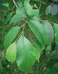 Attēlu rezultāti vaicājumam “Ulmus laevis leaf”