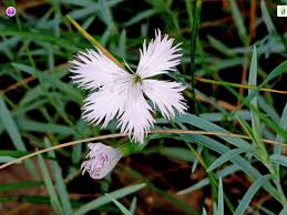 Attēlu rezultāti vaicājumam “Dianthus arenarius”