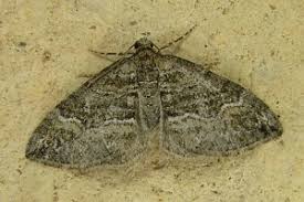 Attēlu rezultāti vaicājumam “Perizoma bifaciata”