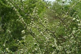 Attēlu rezultāti vaicājumam “Cotoneaster multiflorus leaf”