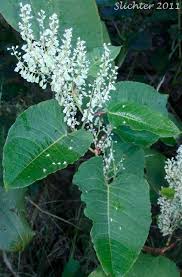 Attēlu rezultāti vaicājumam “Reynoutria sachalinensis flower”