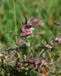 Attēlu rezultāti vaicājumam “Odontites vulgaris flower”