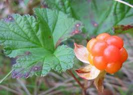 Attēlu rezultāti vaicājumam “Rubus nessensis fruit”