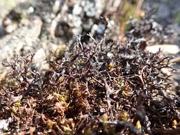 Attēlu rezultāti vaicājumam “Cetraria aculeata”