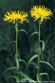 Attēlu rezultāti vaicājumam “Inula salicina flower”