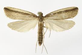 Attēlu rezultāti vaicājumam “Donacaula mucronella”