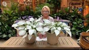 Image result for Hosta White Feather