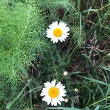 Attēlu rezultāti vaicājumam “Tripleurospermum inodorum flower”