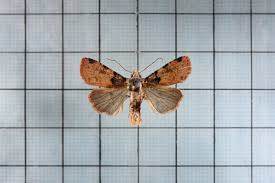 Attēlu rezultāti vaicājumam “Diarsia florida”