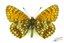 Attēlu rezultāti vaicājumam “Melitaea diamina underside”