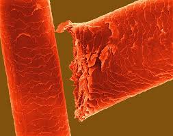 Image result for human hair microscope image