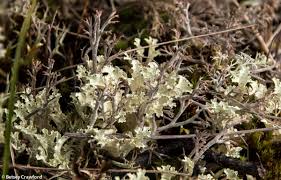 Attēlu rezultāti vaicājumam “Cladonia stygia”