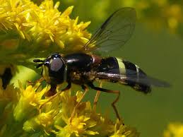 Attēlu rezultāti vaicājumam “Dasysyrphus tricinctus”