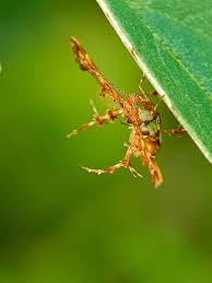 Attēlu rezultāti vaicājumam “Cnaemidophorus rhododactyla”