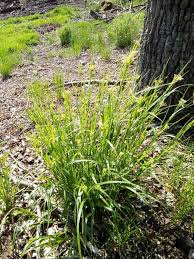 Attēlu rezultāti vaicājumam “Luzula luzuloides fruit”