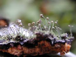 Attēlu rezultāti vaicājumam “Chaenotheca gracilenta”