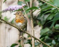 Attēlu rezultāti vaicājumam “Erithacus rubecula juvenile”