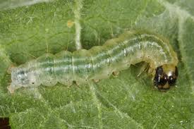 Attēlu rezultāti vaicājumam “Anania hortulata”